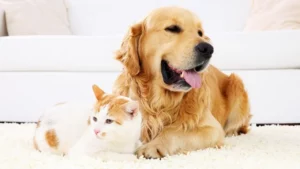 Read more about the article Pet Supplies on a Budget – How Promo Codes Can Help